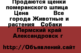 Продаются щенки померанского шпица › Цена ­ 45 000 - Все города Животные и растения » Собаки   . Пермский край,Александровск г.